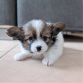 パピヨン
