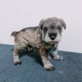 ミニチュアシュナウザー【長崎県・男の子・2025年4月25日・ソルト&ペッパー】の写真2