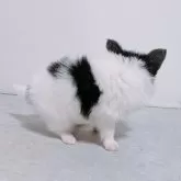 パピヨン【長崎県・男の子・2025年10月18日・トライ】の写真3