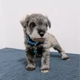 ミニチュアシュナウザー【長崎県・男の子・2025年4月25日・ソルト&ペッパー】の写真3