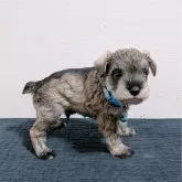 ミニチュアシュナウザー【長崎県・男の子・2025年4月25日・ソルト&ペッパー】の写真4