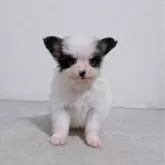 パピヨン【長崎県・女の子・2025年10月18日・トライ】の写真11