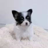 パピヨン【長崎県・男の子・2025年10月18日・トライ】の写真5