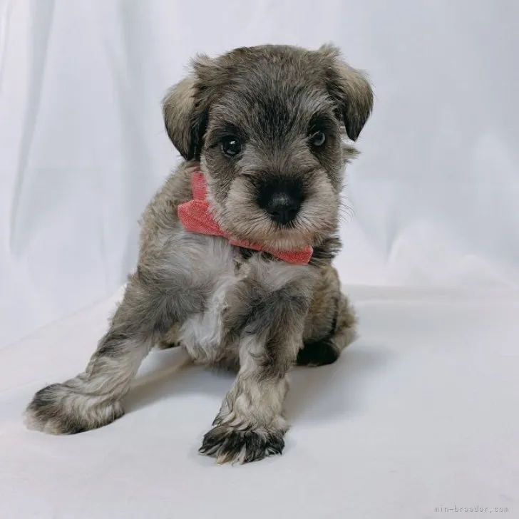 ID：2309-04417の子犬