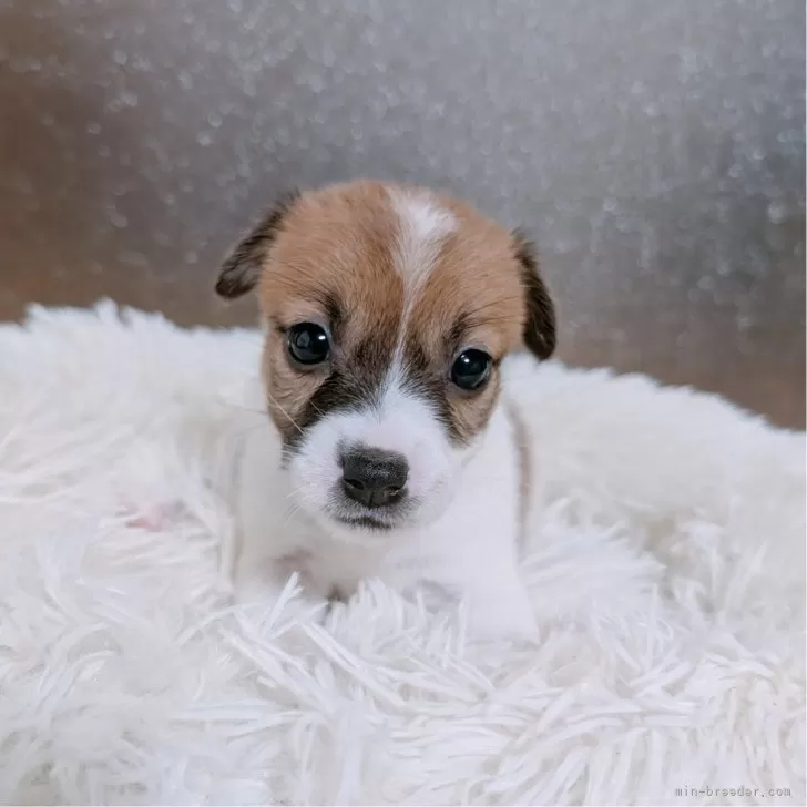 ID：2408-08435の子犬