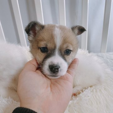 ジャックラッセルテリア【長崎県・男の子・2023年12月4日・ホワイト&タン】の写真「マイペースで優しい男の子⭐︎」