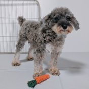 ミニチュアシュナウザー【・女の子・2021年7月28日・ソルト&ペッパー】「2025/06/19撮影」