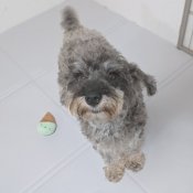 ミニチュアシュナウザー【・女の子・2021年7月28日・ソルト&ペッパー】「2025/06/19撮影」