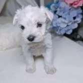 ミニチュアシュナウザー【長崎県・女の子・2024年4月13日・ホワイト】の写真5