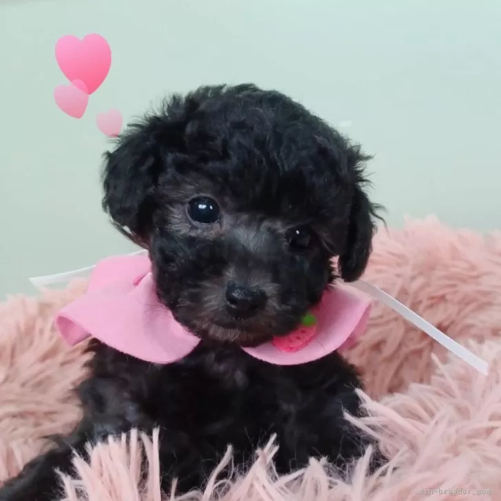 ID:2502-03865の子犬
