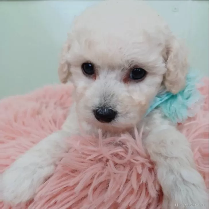 ID:2502-03941の子犬
