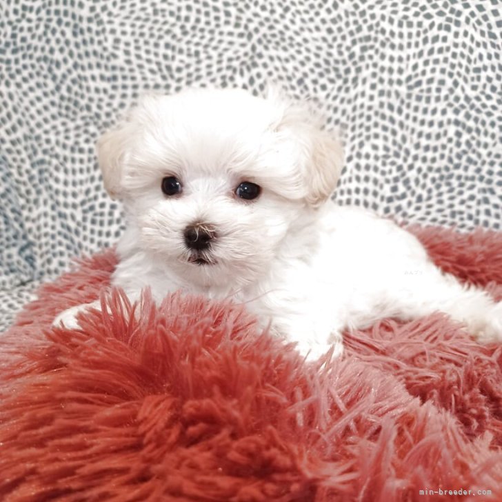 ブリーダー画像