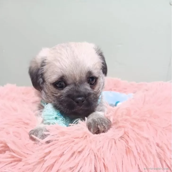 ID：2504-02671の子犬