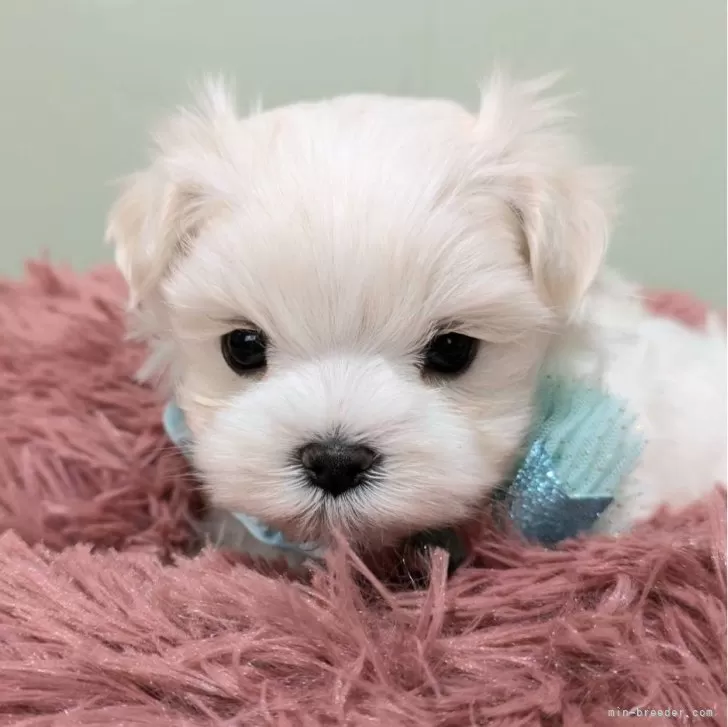 ID：2411-01847の子犬