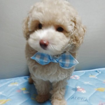 トイプードル(タイニー)【福岡県・男の子・2025年7月5日・クリーム】の写真「ミルクティ色の賢い男の子❤️」