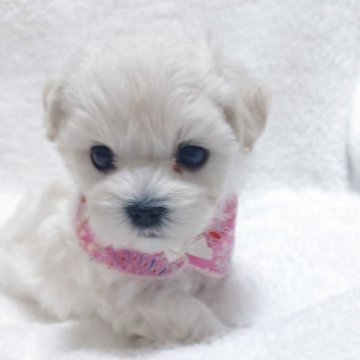 マルプー(トイプードル×マルチーズ)【福岡県・女の子・2025年10月3日・ホワイト&クリーム】の写真「パッチリした大きな目の可愛い❤️女の子」