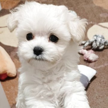マルプー(トイプードル×マルチーズ)【福岡県・男の子・2025年10月3日・ホワイト&クリーム】の写真「お目目パッチリ小さな男の子♂」