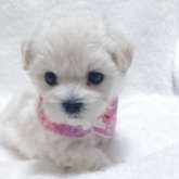 マルプー(トイプードル×マルチーズ)