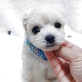 マルプー(トイプードル×マルチーズ)