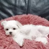 マルチーズ