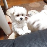 マルプー(トイプードル×マルチーズ)