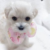 マルプー(トイプードル×マルチーズ)