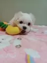 マルチーズ【福岡県・女の子・2025年1月8日・ホワイト】の写真2「おもちゃでよく遊びます🍌」