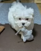 マルチーズ【福岡県・男の子・2024年9月17日・ホワイト】の写真2「おもちゃでよく遊びます」