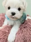 マルチーズ【福岡県・男の子・2024年9月17日・ホワイト】の写真3「ちっちゃくてとにかく可愛い僕です❤️」