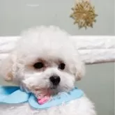 ティーカッププードル【福岡県・男の子・2025年1月15日・ホワイト】の写真3「気品あるお顔です✨✨✨✨」