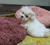 マルチーズ【福岡県・男の子・2024年9月17日・ホワイト】の写真4