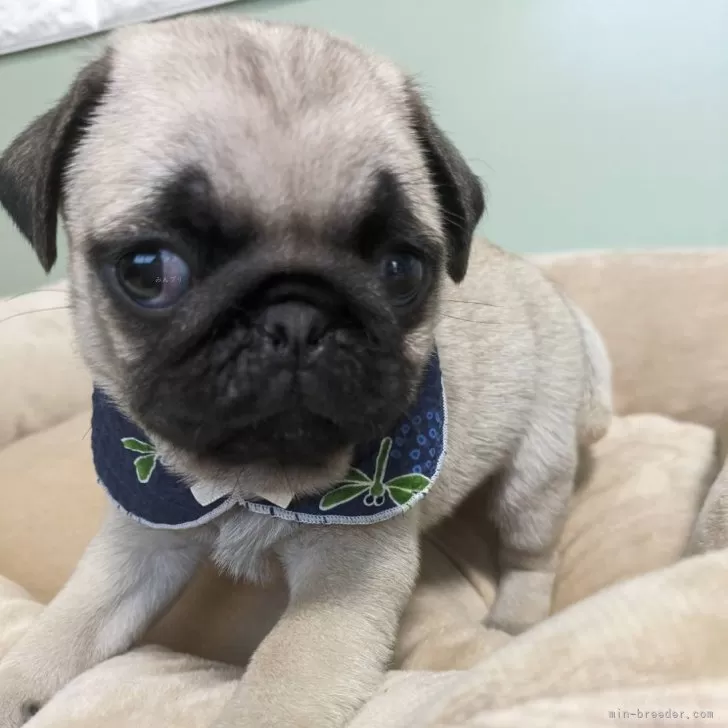 ID：2406-02244の子犬