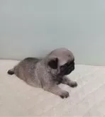 パグ【福岡県・男の子・2024年1月8日・フォーン】の写真3