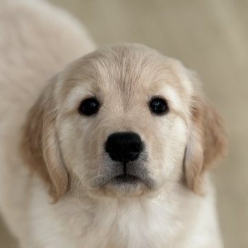 ゴールデンレトリバー【高知県・女の子・2024年11月26日・ゴールド】の写真「毛並みがキレイな女の子」