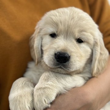 ゴールデンレトリバー【高知県・男の子・2024年11月26日・クリーム】の写真「とても可愛く穏やかな男の子」