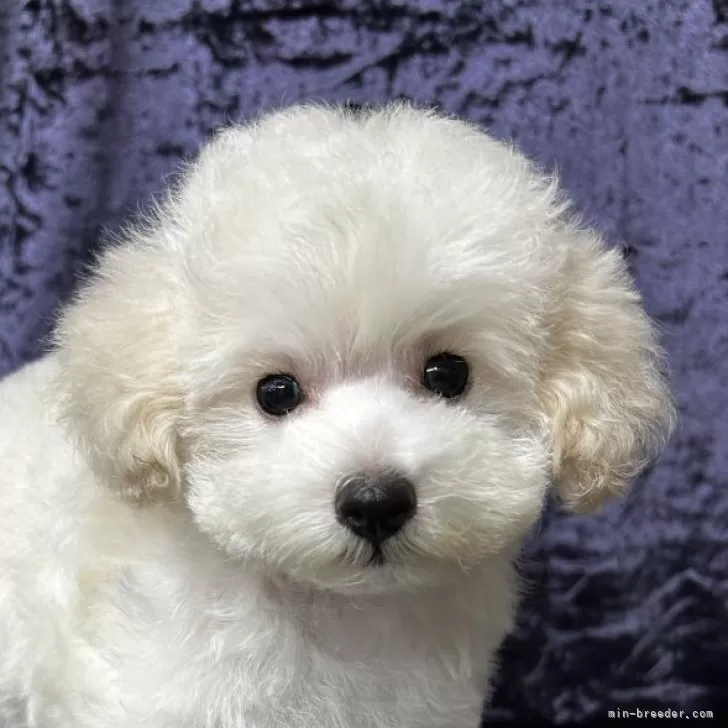 ID：2509-02355の子犬