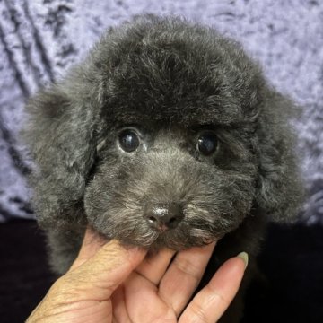 トイプードル(トイ)【滋賀県・男の子・2025年6月24日・ブラック】の写真「おっとりとした性格の甘えたさん」