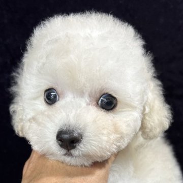 トイプードル(タイニー)【滋賀県・男の子・2025年3月10日・ホワイト】の写真「甘えたで可愛い性格の穏やかな男の子です」