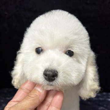 トイプードル(トイ)【滋賀県・男の子・2025年9月7日・ホワイト】の写真「とても人懐こい男の子です」