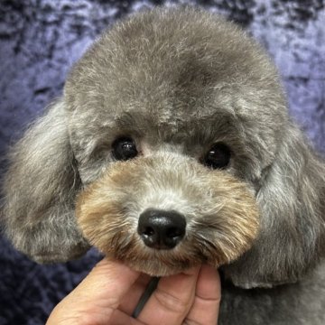 トイプードル(タイニー)【滋賀県・女の子・2025年4月10日・グレー】の写真「とても可愛いシルバーの女の子💓」