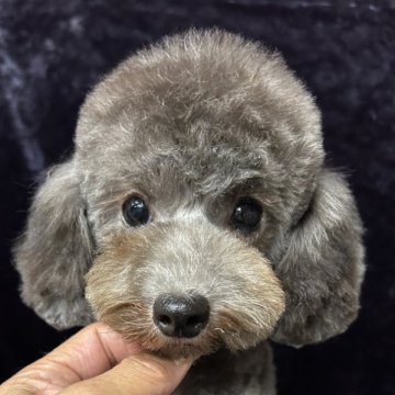 トイプードル(タイニー)【滋賀県・女の子・2025年4月10日・グレー】の写真「とても可愛いシルバーの女の子💓」