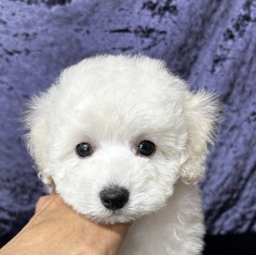 トイプードル(タイニー)【滋賀県・男の子・2024年12月7日・ホワイト】の写真「愛らしいお顔をした目元のキュートな男の子です」