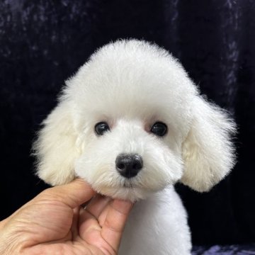 トイプードル(タイニー)【滋賀県・女の子・2024年8月6日・ホワイト】の写真「真っ白な毛色のキュートレディ💓」