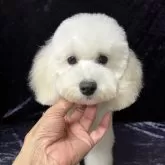 トイプードル(トイ)