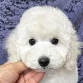 トイプードル(トイ)【滋賀県・男の子・2024年12月7日・ホワイト】の写真1