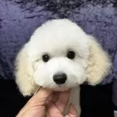 トイプードル(トイ)