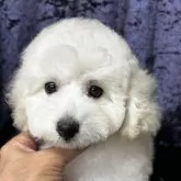 トイプードル(トイ)