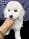 トイプードル(トイ)【滋賀県・男の子・2024年12月7日・ホワイト】の写真3