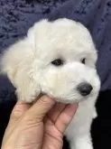 トイプードル(トイ)【滋賀県・男の子・2024年12月7日・ホワイト】の写真7