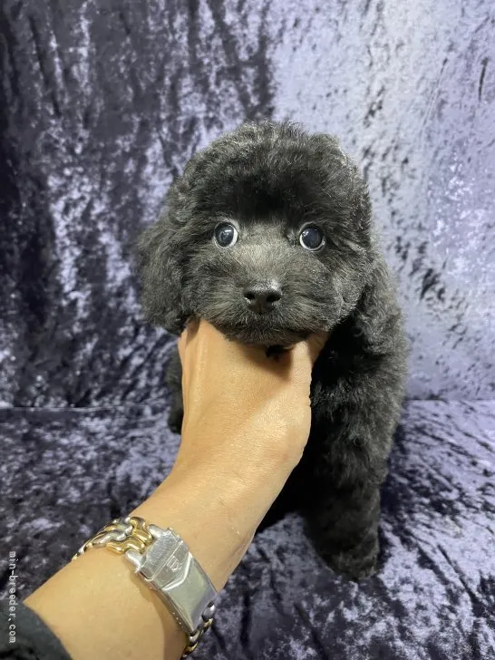 ID：2111-01109の子犬